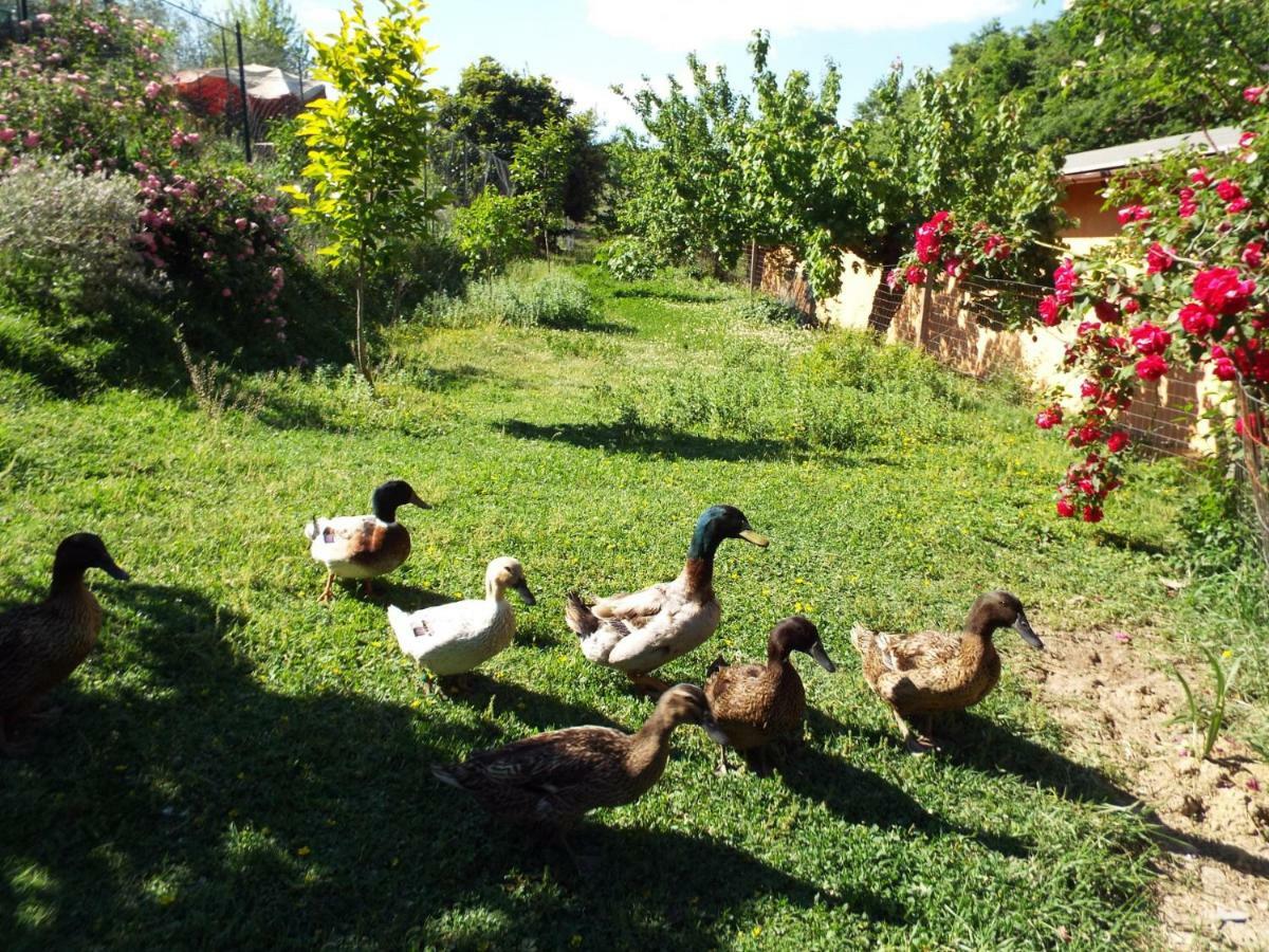 Agriturismo Frallarenza Ficulle المظهر الخارجي الصورة