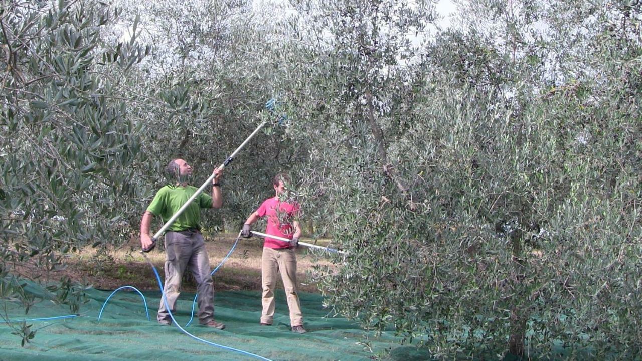 Agriturismo Frallarenza Ficulle المظهر الخارجي الصورة
