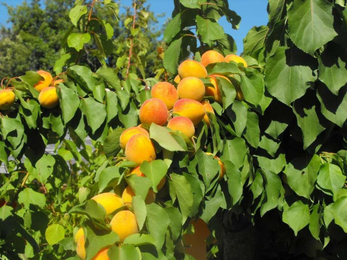Agriturismo Frallarenza Ficulle المظهر الخارجي الصورة